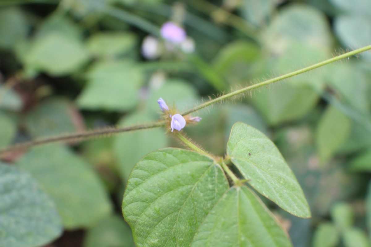 Calopogonium mucunoides Desv.